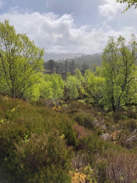 Forests in Glen Affric - Forestry and Land Scotland